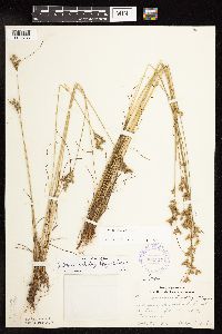 Juncus dudleyi image