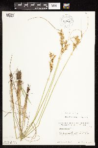 Juncus dudleyi image