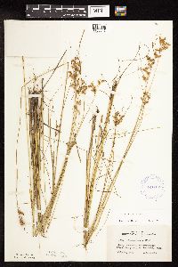 Juncus dudleyi image