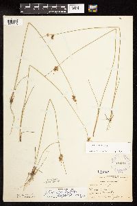 Juncus dudleyi image