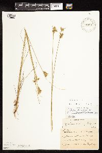 Juncus dudleyi image