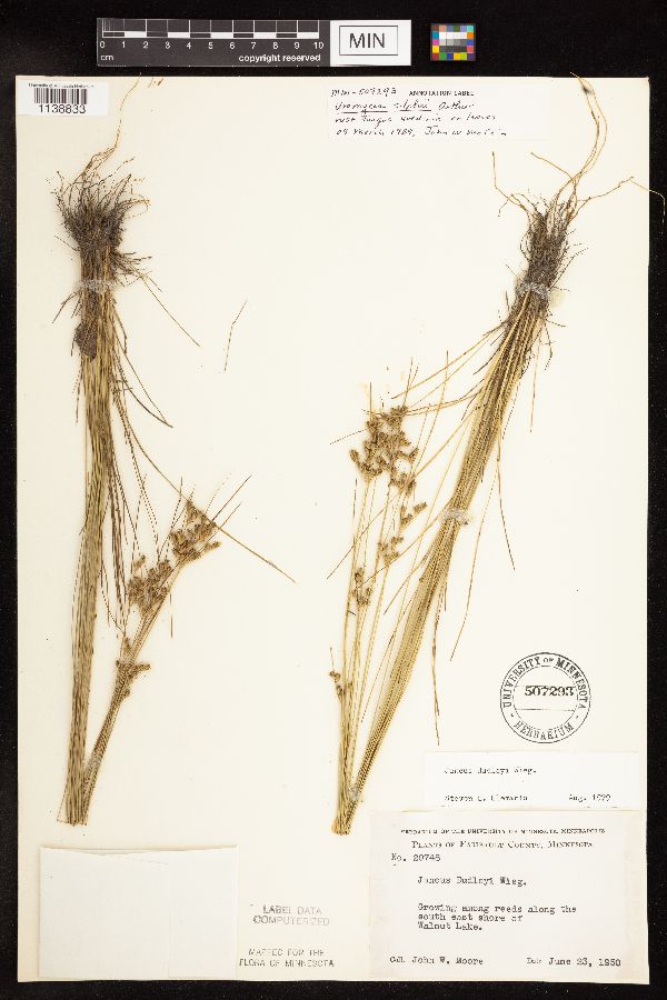 Juncus dudleyi image