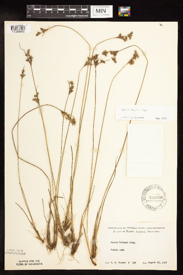 Juncus dudleyi image