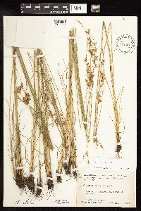 Juncus dudleyi image