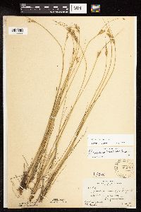 Juncus dudleyi image