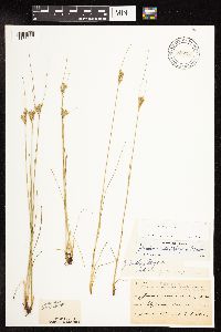 Juncus dudleyi image