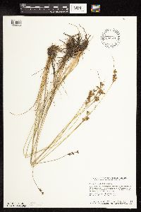 Juncus dudleyi image