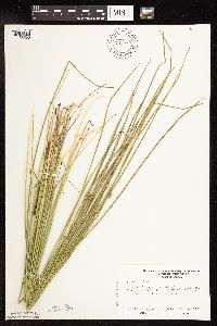 Juncus effusus image