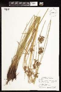 Juncus effusus image