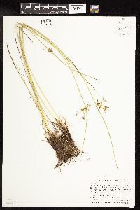 Juncus effusus image