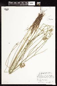 Juncus effusus image