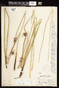 Juncus effusus image