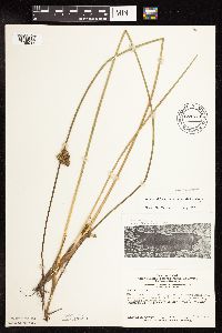 Juncus effusus image