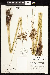 Juncus effusus image