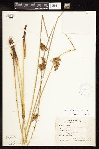 Juncus effusus image