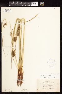 Juncus effusus image