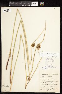 Juncus effusus image