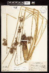 Juncus effusus image