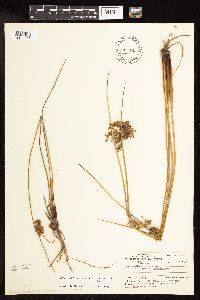 Juncus effusus image