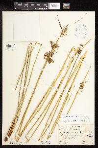 Juncus effusus image