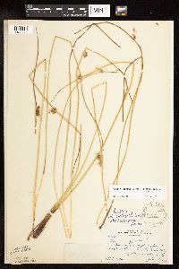 Juncus effusus image