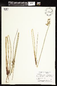 Juncus effusus image