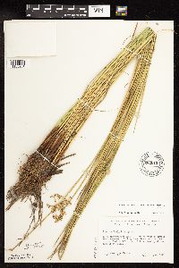 Juncus effusus image