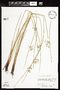 Juncus effusus image