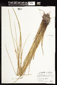 Juncus effusus image