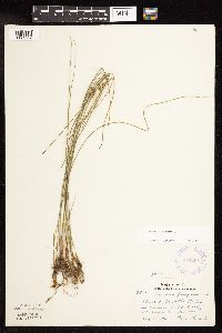 Juncus filiformis image