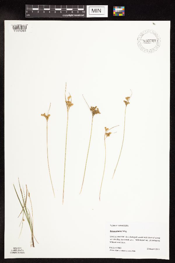 Juncus interior image