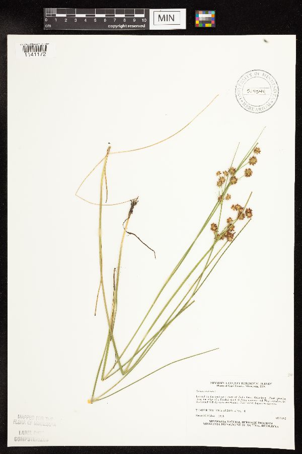 Juncus nodosus image