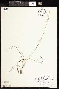 Juncus stygius image