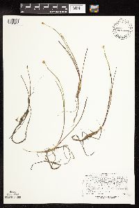 Juncus stygius image