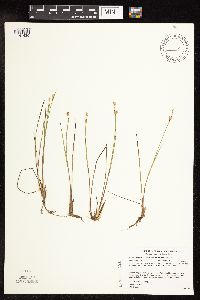 Juncus stygius image