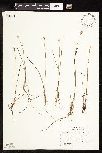 Juncus stygius image