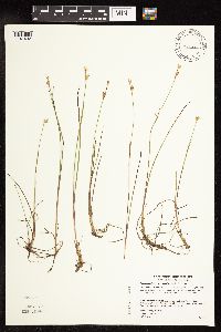 Juncus stygius image