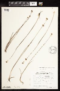 Juncus stygius image