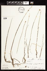 Juncus stygius image