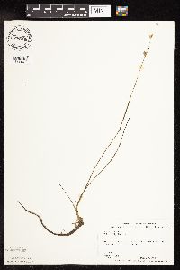 Juncus stygius image