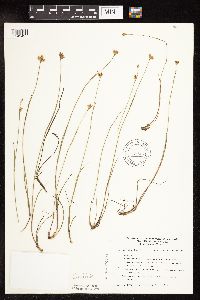 Juncus stygius image