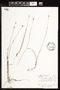 Juncus stygius image