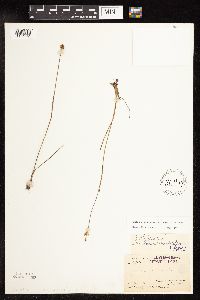 Juncus stygius image