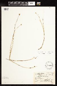 Juncus stygius image