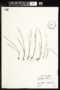 Juncus stygius image