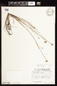 Juncus stygius image