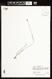 Juncus stygius image