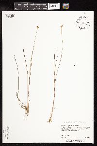 Juncus stygius image