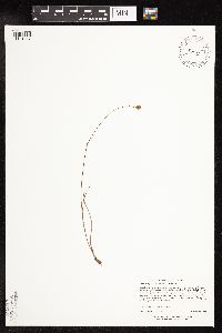 Juncus stygius image