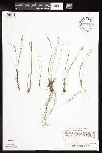 Juncus stygius image